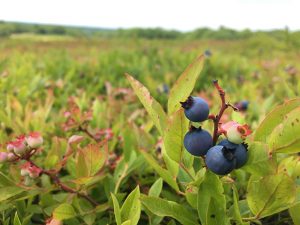 An upclose photo showing wild blueberries in the field.