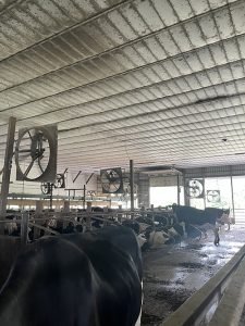 A freestwll dairy barn showing how fans are used to cool the herd.