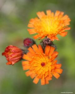 A photo of orange hawkweed flower detail.