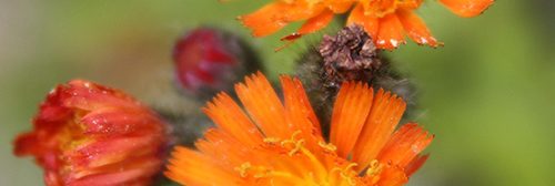 A photo of orange hawkweed flower detail.