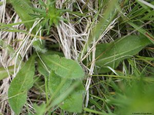 Upclose photo showing hawkweed leaf detail.