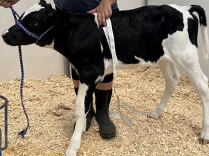 A black and white dairy calf standing up, and being measured by using a weight tape wrapped around it.