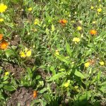 A patch of lawn showing yellow and orange hawkweed in flower
