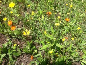 A patch of lawn showing yellow and orange hawkweed in flower