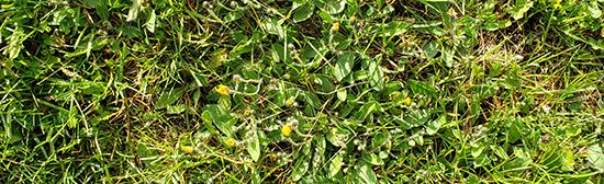 A patch of lawn showing Hawkweed in lawn, rosettes with no flowers.