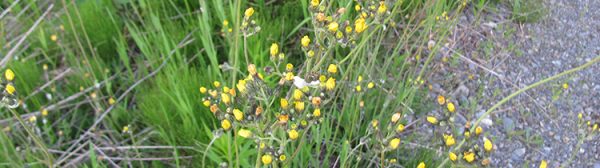 Yellow hawkweed in flower by the roadside with other weeds.