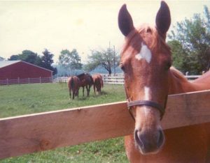 A red barn and pasture with two horses in the background, a yearling horse stretching it's head over a fence.