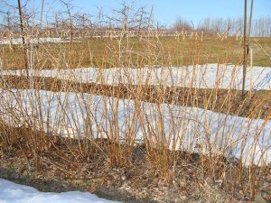 Rows of raspberry bushes, with some snow still on the ground, waiting to be pruned.