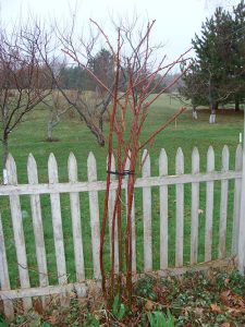 A blackberry plant pruned with a white picket fence behind it.