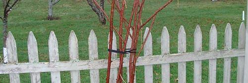 A blackberry plant pruned with a white picket fence behind it.
