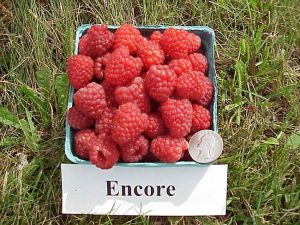 A quart showing fresh picked encore raspberries with an American quarter laying on top of the raspberries to indicate size.