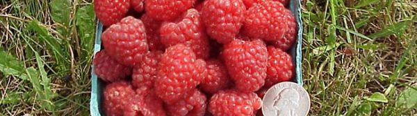 A quart showing fresh picked encore raspberries with an American quarter laying on top of the raspberries to indicate size.