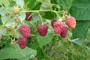 A photo showing ripening Joan raspberries on a vine.