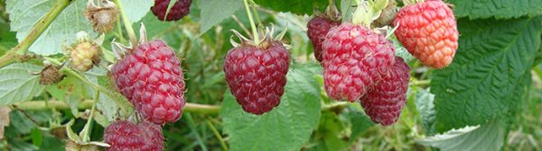 A photo showing ripening Joan raspberries on a vine.