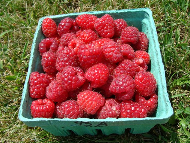 Bulletin #2066, Growing Raspberries And Blackberries - Cooperative ...