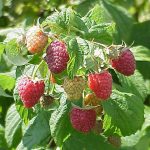 An close up photo showing ripening plana raspberries on the vine.