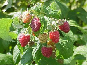 An close up photo showing ripening plana raspberries on the vine.