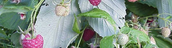 Photo shows close up view of ripe polka nourse raspberries on the vines.