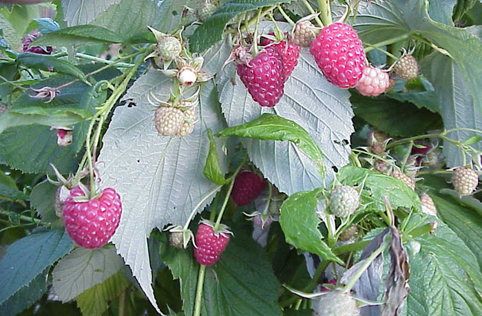 Photo shows close up view of ripe polka nourse raspberries on the vines.