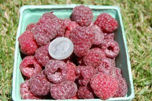 A close up photo showing a quart of Royalty raspberries with an American quarter laying on top of the raspberries to indicate the size of the raspberries.
