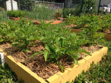 10 Reasons To Start A Raised Bed Vegetable Garden