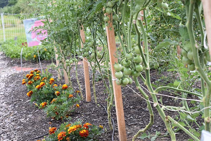 close up view of tomatoes tied to stakes and a row of marigolds on the outside of the garden.t