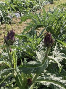 A filed of growing Violetto artichokes.