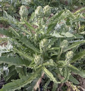 A Wonder variety artichoke/ Hybrid variety. High yield of smaller, variable shaped buds. It did not vernalize well in our plantings.
