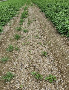 Volunteer potatoes in a fallow alley. Depending on the depth of the tuber left behind, volunteer potatoes emerge at different times of the season, making management difficult.