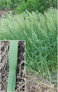 A field of smooth bromegrass and an inset photo showing the leaf details.