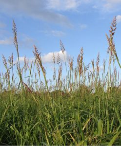 A close-up view of a field of reed caray grass with blue skies and white puffy clouds.