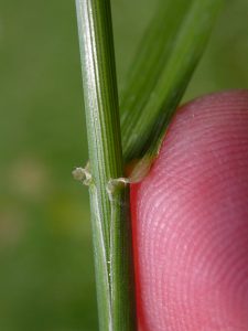A close-up view of tall fescue showing a membranous ligule as well as blunt auricles. Auricles are relatively wide and short.