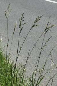 Tall fescue growing along side pavement and showing the Tall fescue seedhead.