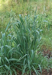 Oat plant. Leaves are wide and slightly bluish in color.