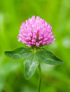 Red clover flower and leave. Observe the cluster of flowers and the V-shape mark on the trifoliate leave.