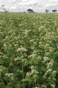 A field showing blooming buckwheat crop in floriation.