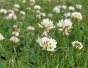 With white clover, each head is a cluster of flowers.
