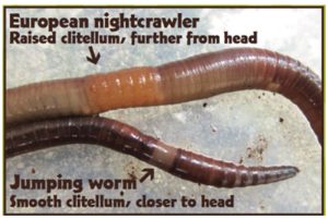Comparison of nightcrawler to Jumping worm