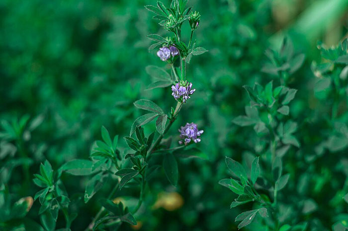 A close up view of alfalfa. Green leaves with purple flower.