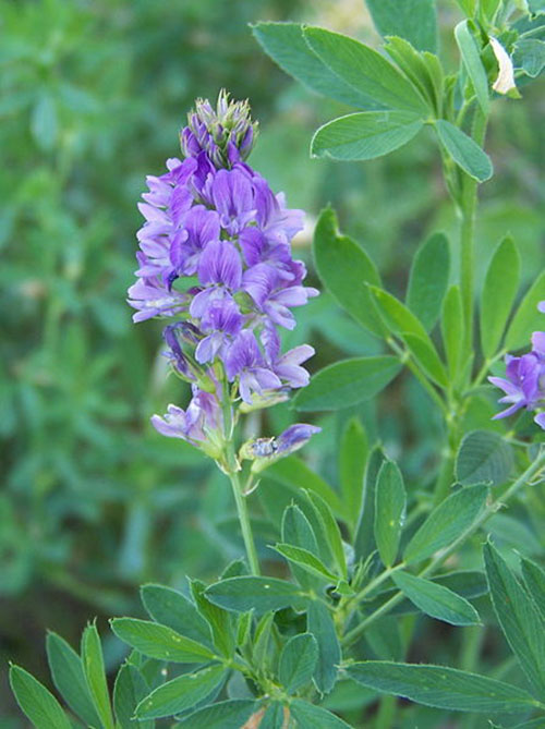 A close up view of the purple flower of alfalfa.