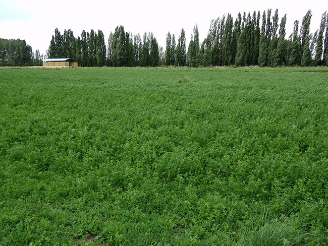 A field of alfalfa crop with a building and trees in the background.