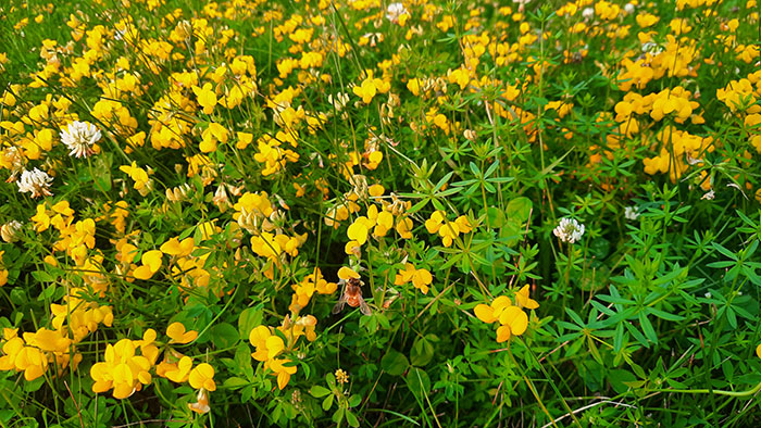 A field of yellow birdsfoot.