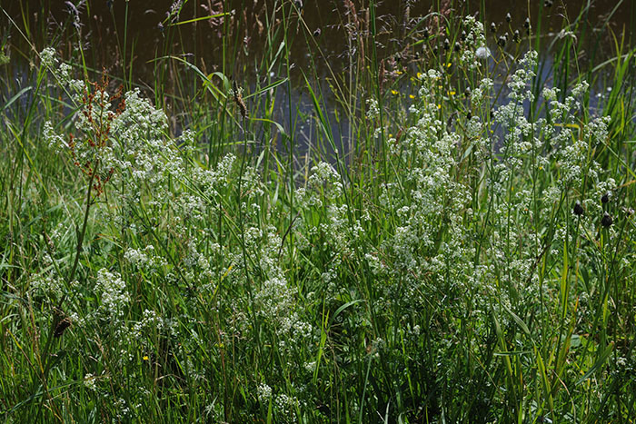 A field of smooth bedstraw.