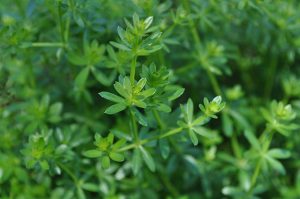A close-up view of smooth bedstraw plant.