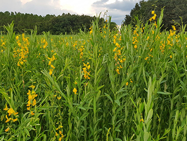 A field of yellow Sunn hemp plants in the blooming period.