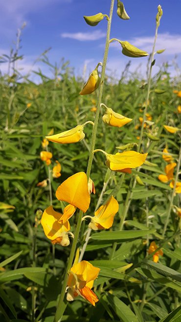 A close up view showing Sunn hemp flower raceme. Each floret measures approximately 1 inch and is very attractive for pollinators.