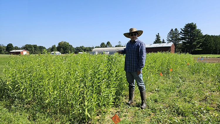 Height comparison of sunn hemp in Florida (a) and Maine (a). In southern states, sunn hemp can reach up to 6 feet tall at 60 days post-planting. In Maine, sunn hemp reaches 4.5 feet tall at the same time.