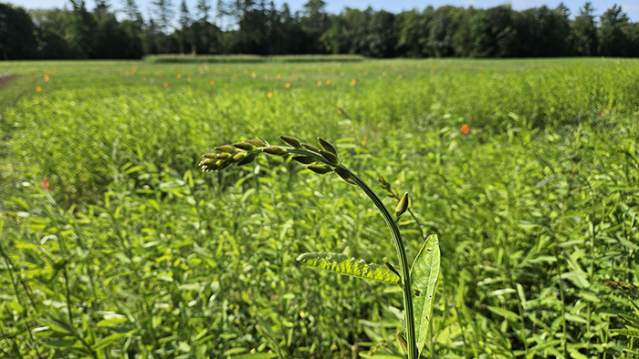 Figure 1. Sunn hemp in pre-blooming.