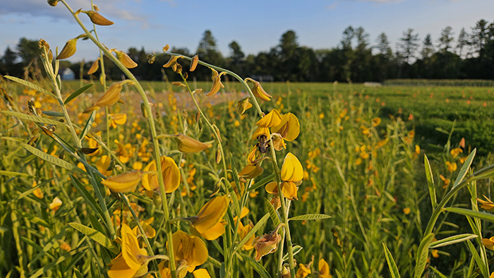 Sunn hemp in full blooming state, corresponding to 60- and 90-days post-sowing in Maine.