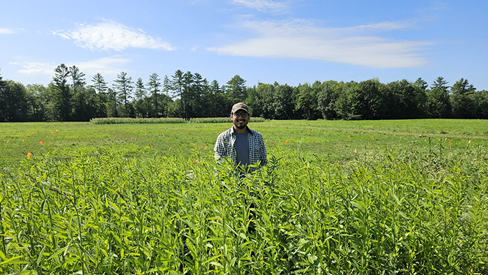 Weed control exerted by sunn hemp, comparing the incidence of sunn hemp (a) and weeds (b) with the height of UMaine research assistant, Mr. Marco Chusho.